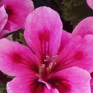 Meet your Posher, Ingrid